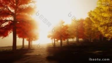 明亮的秋天树木阳光<strong>下午</strong>的场景在公园非常适合城市生活的主题